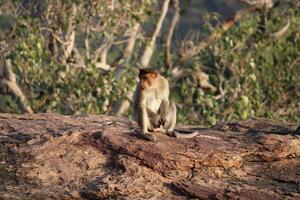 Motorhaube Makaken Affe im Natur foto