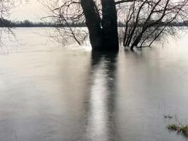 Bäume auf das überflutet Flussufer im das Hintergrundbeleuchtung foto