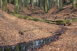 kleiner Fluss im Wald foto