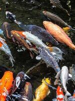 ein Gruppe von Makro Koch Zier Fisch foto