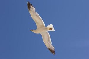 Möwe, Vogel, der normalerweise auf See ist foto