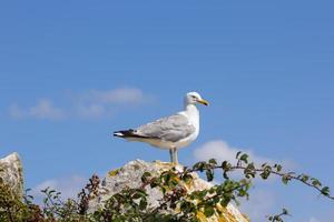 Möwe, Vogel, der normalerweise auf See ist foto