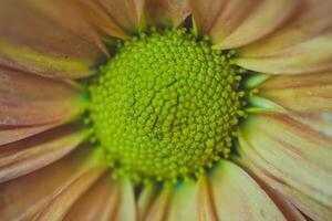 Sonnenblume Nahansicht im ein beschwingt Garten mit Gelb foto