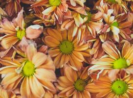 Gelb Blumen blühen im ein üppig Herbst Garten foto