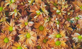 Gelb Blumen blühen im ein üppig Herbst Garten foto