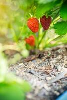 ein Busch von reif rot Erdbeeren mit Blätter wächst im das Sonne foto