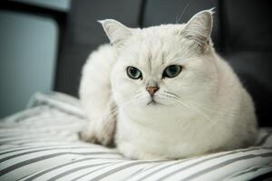 Erwachsene Katze Stammbaum schottisch Chinchilla Gerade Ohren foto