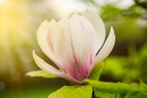 einer Rosa Blume auf ein Ast von Blühen Magnolie Nahansicht foto