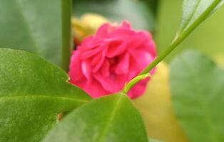 eine rote Rose foto