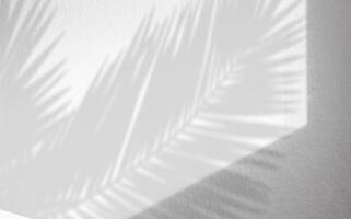 Weiß Studio Hintergrund mit Palme Blätter Schatten mit Licht auf grau Beton Mauer Textur, leer Küche Zimmer mit tropisch Blatt Betrachtung auf Zement oben Tisch, Hintergrund Anzeige zum Produkt Präsentation foto