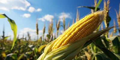 ai generiert ein Mais Cob ist wachsend im das Feld foto