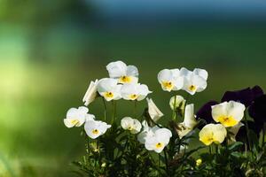 Stiefmütterchen beim Frühling auf verschwommen Hintergrund, süß wenig Blume, Viola foto