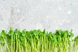 Mikro Grün Sprossen von Grün Erbsen. Grün natürlich Hintergrund Textur. Vitamine Amino Säuren Leistungen von organisch Superfood. Makro Foto. auf ein grau Hintergrund. foto