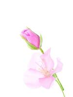 schließen oben von Rosa Dombeya Blume foto