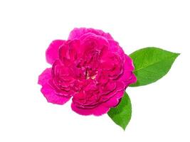 dunkel Rosa von Damast Rose Blume. foto