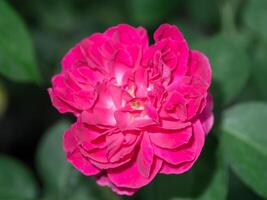 dunkel Rosa von Damast Rose Blume. foto