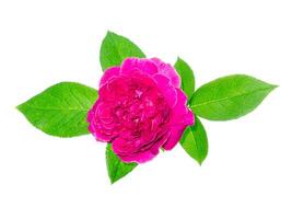 dunkel Rosa von Damast Rose Blume. foto