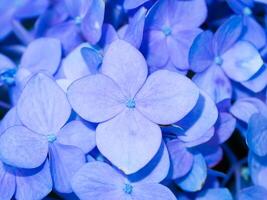 schließen oben Hortensie Blume. foto