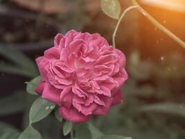 dunkel Rosa von Damast Rose Blume. foto