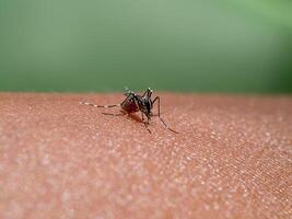 Mücken sind saugen Blut auf das Haut. foto
