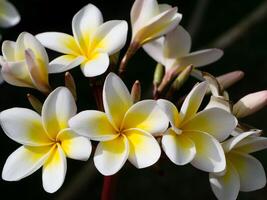 Nahaufnahme von Frangipani-Blume foto