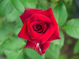 dunkel rot Rose Blume. foto