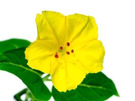 Gelb Blume von Mirabilis jalapa Pflanze foto