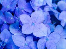 schließen oben Hortensie Blume. foto