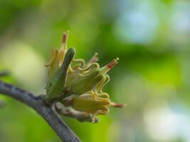 dendrophthoe Pentandra Pflanze foto