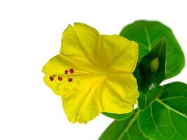 Gelb Blume von Mirabilis jalapa Pflanze foto