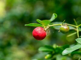 Obst von Limette Beere auf Baum. foto