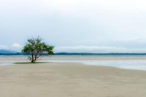 Baum am Strand foto