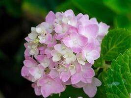 schließen oben Hortensie Blume. foto