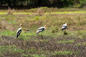 gemalt Storch Vogel im das Wedland. foto