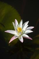 schließen oben von Wasser Lilie Blume. foto