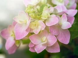 schließen oben Hortensie Blume. foto