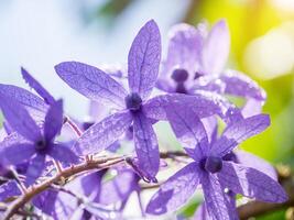 schließen oben von violett Blume Hintergrund. foto