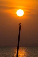 Silhouette von schlucken Vogel foto