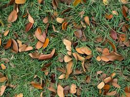 trocken Blätter fallen auf das Boden. foto