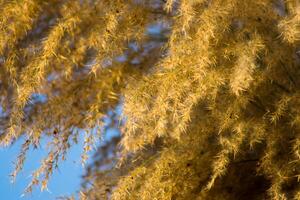 Blume Gras mit Blau Himmel. foto