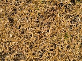 trocken Gras Hintergrund im Sommer. foto