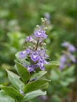 schließen oben von vitex rotundifolia Pflanze. foto