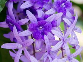 schließen oben von violett Blume Hintergrund. foto