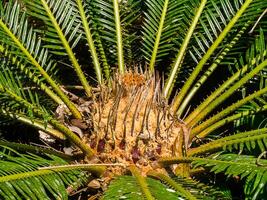 schließen oben von Cycas cirinalis Baum. foto