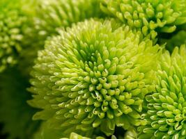 schließen oben Chrysantheme Blume. foto