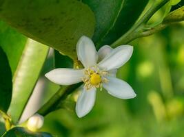 schließen oben Zitrone Blume foto