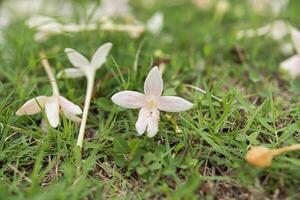 Blumen gefallen auf Gras foto