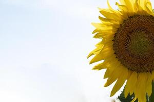 Nahansicht von ein Teil von ein Sonnenblume Pflanze mit klar Himmel foto