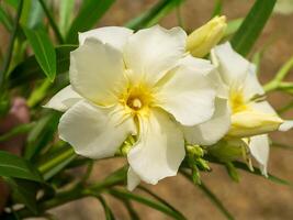 Gelb Süss Oleander Blume. foto