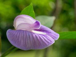 schließen oben von violett Blume. foto